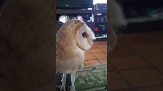 Quincy the barn owl likes to talk [upl. by Owiat]