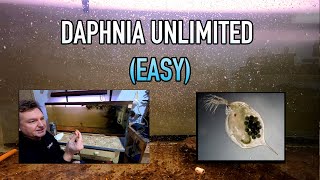 How I Raise Daphnia Water Fleas And You Can Too [upl. by Ahsi]