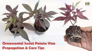 Propagate Ornamental Sweet Potato Vine from Cuttings and Care Tips [upl. by Dorr]