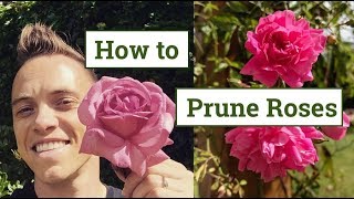 How to Prune Roses the Beginners Guide [upl. by Dolores988]