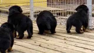 Rottweiler puppies 4 weeks old [upl. by Mcgurn]