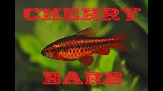 Cherry barb Puntius titteya  species profile [upl. by Lona575]