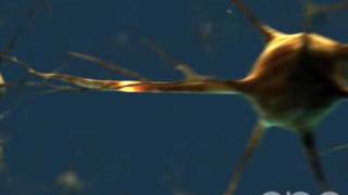 Neuron  3D Medical Animation  ABP © [upl. by Ndnarb]