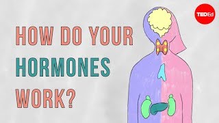 How do your hormones work  Emma Bryce [upl. by Hilten]