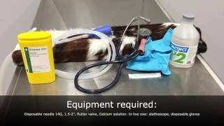 Hypocalcaemia in cattle intravenous IV injection practical [upl. by Ohcirej]