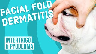 Facial Fold Dermatitis in Dogs [upl. by Aihsiek35]