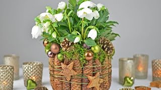 DIY  Christrose dekorieren mit Fichtenzapfen Moos I Tischdeko für Weihnachten und Winterzeit I [upl. by Aianat]