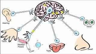 Electrophysiology Part 1  The Resting Membrane Potential RMP amp Action Potentials [upl. by Nnaaihtnyc]