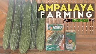 Ampalaya Farming How to Grow Ampalaya or Bittergourd  High Yield High Income [upl. by Larisa]