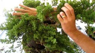 How to Create a Bonsai Tree From a Nursery Juniper Part One [upl. by Neils]