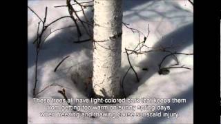 Birch Aspen and Poplar in Alaskas National Parks [upl. by Amek]