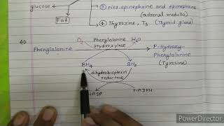 Phenylalanine and tyrosine metabolism [upl. by Jyoti]