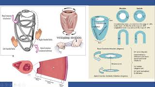 Strain Echocardiography part II General concept [upl. by Aicitel]