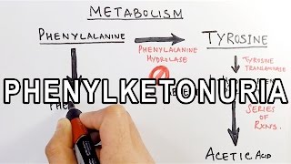 Phenylketonuria  Biochemistry amp Genetics [upl. by Ez880]