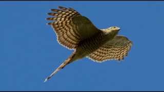 Sparrowhawk Bird Call Bird Song [upl. by Mathre]