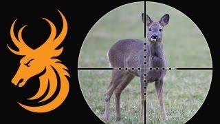 Roe Deer Hunt in Scotland [upl. by Pedrotti522]