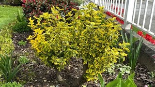 Prune To Shape Golden Euonymus  May 1 2021 [upl. by Akeit200]