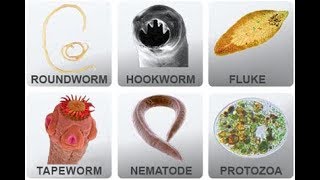 Microbiology of Parasites [upl. by Nylavad]