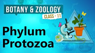 Phylum Protozoa  Kingdom Animalia  Biology Class 11 [upl. by Barren]