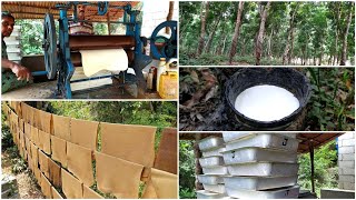 How natural Rubber is Made from Trees  Rubber Harvesting and Processing  Rubber Tapping Method [upl. by Maltz]