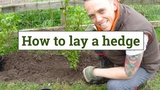 How to plant a garden hedge [upl. by Aseral]