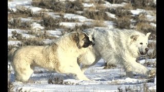 Top 5 Biggest dog breeds that can fight wolves [upl. by Kippar43]