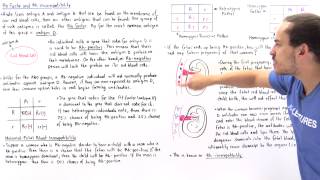 Rh Factor and Rh Incompatibility [upl. by Rehpitsirhc]