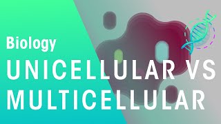 Unicellular vs Multicellular  Cells  Biology  FuseSchool [upl. by Stormie]