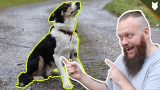 How To FIX Aggressive Behaviour From Your Dog on a Lead INSTANTLY [upl. by Zelle930]