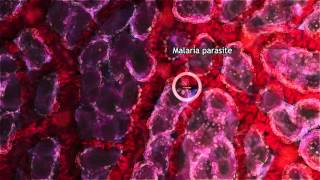 Malaria Lifecycle Part 1 Human Host 2016 [upl. by Anihsak]