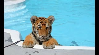 CUTEST Baby Tiger Videos That You Have To See  Cute Baby Animals [upl. by Swope30]