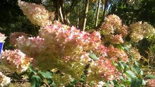 Hydrangea paniculata Vanille Fraise [upl. by Edaj]