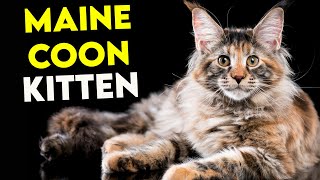 WATCH THIS If You Want a MAINE COON KITTEN Full Guide [upl. by Agee]