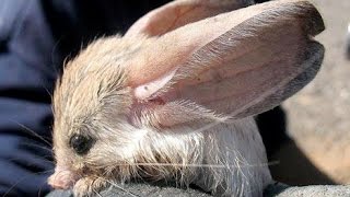 the long eared jerboa [upl. by Ehsiom]