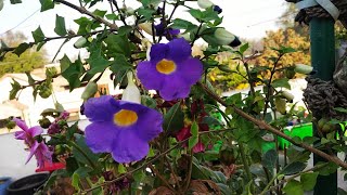 Thunbergia plant information Shorts [upl. by Eyatnod766]