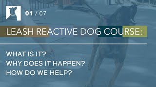 What is Leash Reactivity  Training Tips for Reactive Dogs 17 [upl. by Alig]