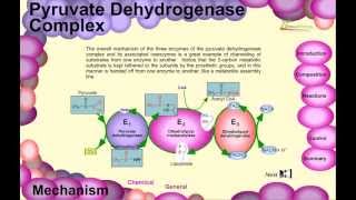 Pyruvate dehydrogenase complex [upl. by Lewak]