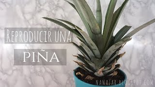 Reproducir una piña How to Grow a Pineapple [upl. by Imyaj905]