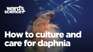 Caring and Culturing for Daphnia [upl. by Ieluuk]