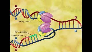 DNA Replication 3D Animation [upl. by Cazzie]