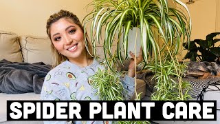 HOW TO PROPAGATE SPIDER PLANTS  SPIDER PLANT CARE [upl. by Gallard]