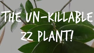 The quotUnkillablequot ZZ Plant Complete Zamioculcas Care Guide [upl. by Mechelle]