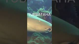 Tubbataha Reef Philippines [upl. by Stav705]