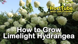 How to grow Limelight Hydrangeas Hydrangea Paniculata or Tree Hydrangea [upl. by Anadroj715]