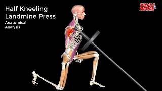 HalfKneeling SingleArm Lat Pull Down Technique Video [upl. by Naimerej]