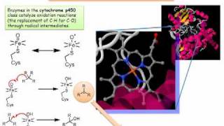 Cytochrome P450 Radicals in a Biochemical Setting [upl. by Holey]