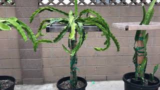 How to Prune Your Dragon Fruit [upl. by Harve]