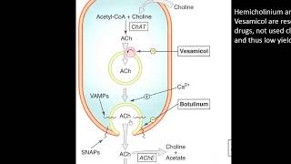 03 cholinergic transmission amp acetylcholine  Autonomic Pharmacology [upl. by Nali]