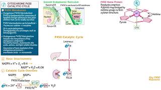 Cytochrome P450 Catalytic Cycle [upl. by Chyou76]