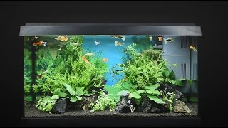 Juwel Aquarium Primo 60  60l Einrichtungsbeispiel  Tutorial [upl. by Notecnirp125]